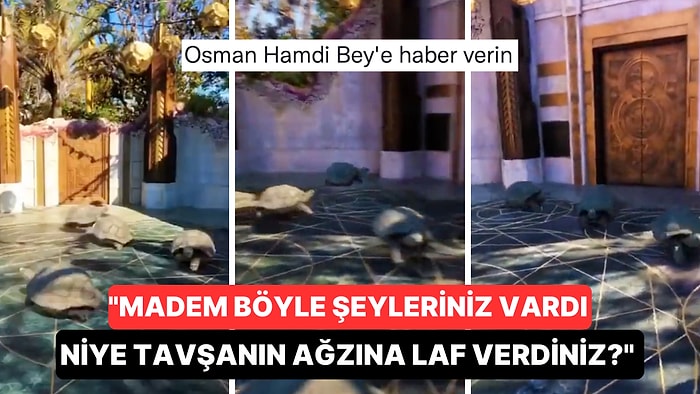 Görsel Efekt Kullanılarak Yapılan Videoda Kaplumbağaların Pıtır Pıtır Koştuğu Anlar Gündem Oldu!