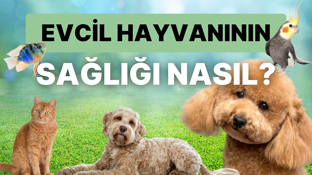 Evcil Hayvanını Nasıl Beslediğini Anlat, Ne Kadar Sağlıklı Olduğunu Söyleyelim!