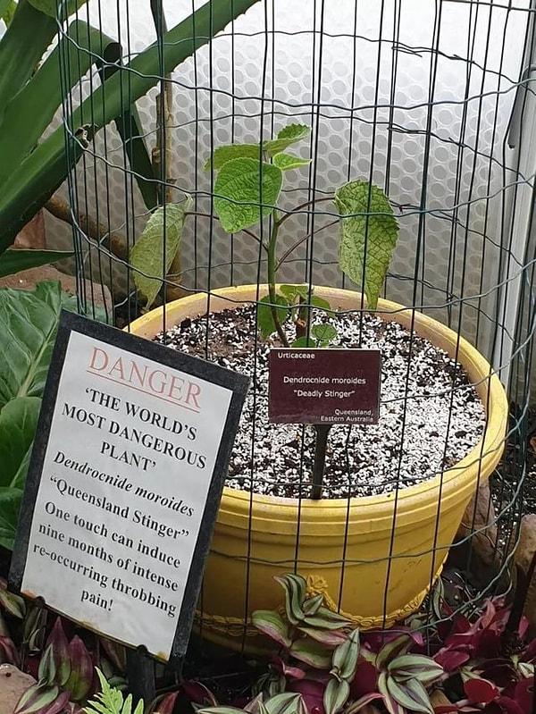 3. Bu gördüğünüz tatlı bitkinin kafeste tutulma sebebi, üzerindeki "TEHLİKE" yazısının da ele verdiği üzere dünyanın en tehlikeli çalılarından biri olması!