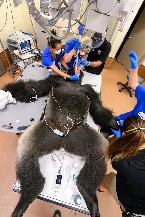 13. Ameliyat edilen bir goril... Tam bu sırada uyansa neler yaşanırdı düşünmek istemiyoruz!