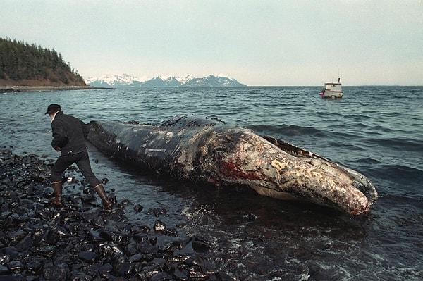 Exxon Valdez kazası, insan sağlığı üzerinde de olumsuz etkiler bırakmıştır.