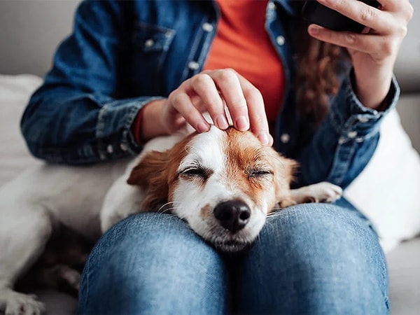 1. Bir köpek sahiplenmek istiyorsanız ancak onu eğitecek vaktiniz yoksa, barınaktan sahiplenebilirsiniz. Tuvalet eğitimi verilmiş olur ve size bolca sevgi verir.