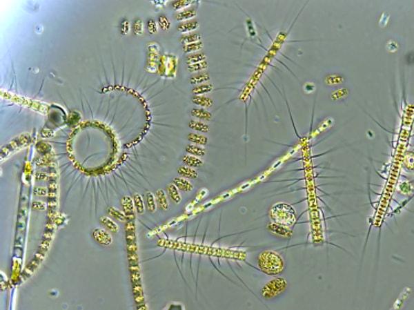 13. Dünyanın oksijen ihtiyacının yüzde 50'sini "phytoplankton" denilen mikroskobik canlıların sağladığını biliyor muydunuz?