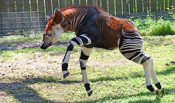 15. Nesli tükenmekte olan hayvanlardan biri de Okapi.