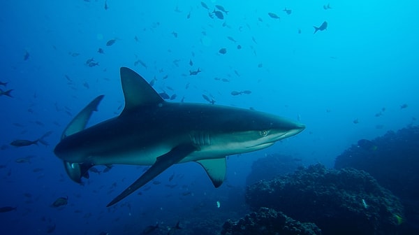 Büyük beyaz, kaplan ve boğa köpekbalıkları, tanımlanmış türler arasında sebepsiz saldırıların ana faili olarak öne çıkıyor.