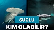 Köpek Balıklarının İnsanlara Karşı Daha Saldırgan Olmasının Suçlusu Biz miyiz?