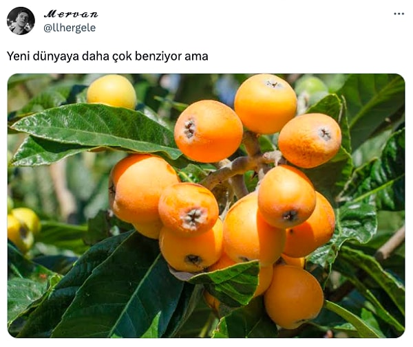 Birkaç saniye bakınca balığa dönüşüyorlar.