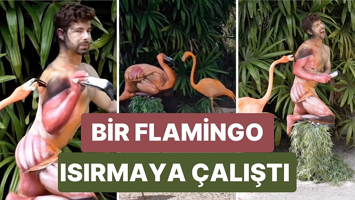 Vücudunu Flamingo Şeklinde Boyayarak Flamingoların Arasına Giren Modelin Gülümseten Anları