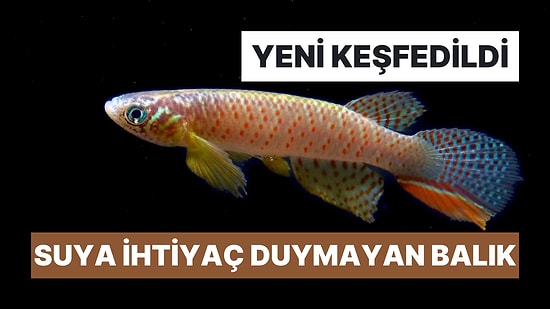 Suyun Dışında da Yaşayabilen Yeni Balık Türü Keşfedildi