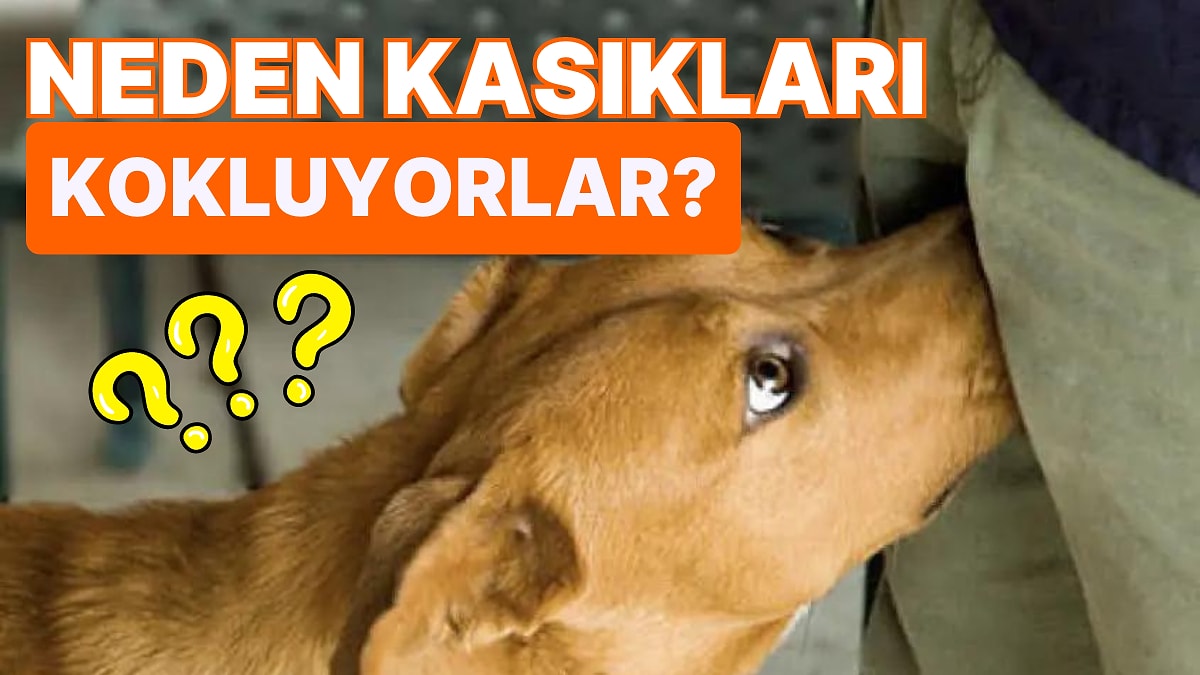 Köpekler Neden İnsanların Bacak Arasını Koklar?