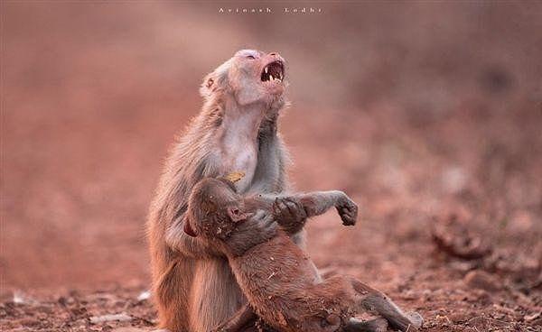 7. Hindistan'da bir fotoğrafçı tarafından çekilen bu fotoğraf, doğal afetten sonra bilinci kapalı küçük maymunuyla ağlayan bir dişi maymunu gösteriyor.