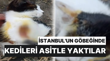 Bir Aydır Devam Ediyor! İstanbul'da Kedilere Asitli Saldırı