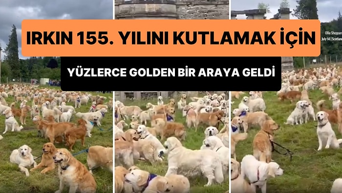 Yüzlerce Golden, Irklarının 155. Yıldönümü İçin İlk Kez Yetiştirildikleri Malikanenin Önünde Toplandı