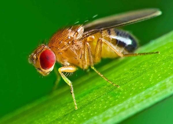 Sirke sineğinin insanlığa katkıları