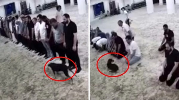 Sabah namazı vaktinde camiye giren köpek, cemaate zor anlar yaşatırken kimisi korktu, kimisi ise köpeği çıkarmaya çalıştı.