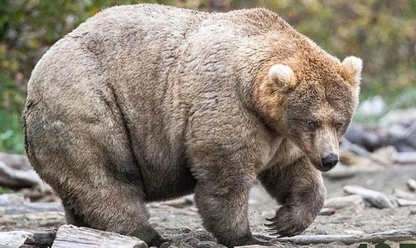 Uyandırılan ayılar, normal kış uykusu döneminde vücut ısılarını düşürmüş oldukları için soğuk hava koşullarına adapte olmakta zorlanabilirler.