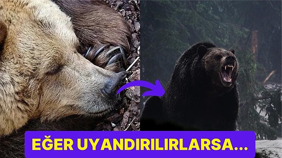 Ayılar Kendileri İçin Oldukça Önemli Bir Dönem Olan Kış Uykusundan Uyandırılırsa Neler Olur?