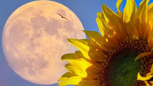Ulaş Utku Bozdoğan: 17 Temmuz'da Yok Yok: Yengeç Burcunda Plütonik Bir Yeni Ay Gerçekleşiyor ve Ay Düğümleri Yer Değiştiriyor! 9