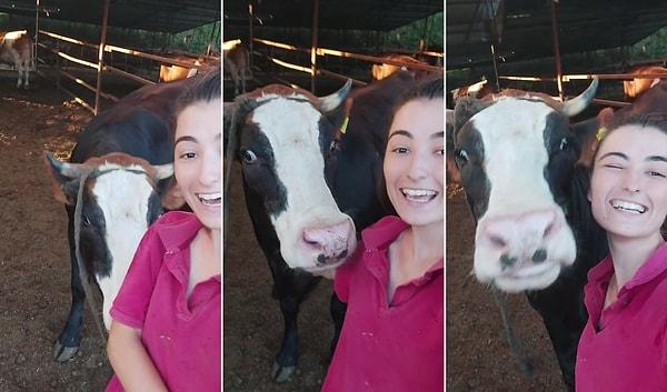 Meltem isimli inek, Şerife Yılmaz'ın 'Hadi selfie çekinelim' sözlerini duyar duymaz kameranın önüne geliyor.