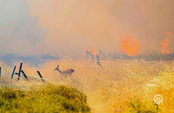 Anadolu Ajansı muhabiri Sergen Sezgin'in Çanakkale'deki yangında çektiği fotoğrafta alevlerden kaçan bir ceylanın görüntüsü yer aldı. 📸