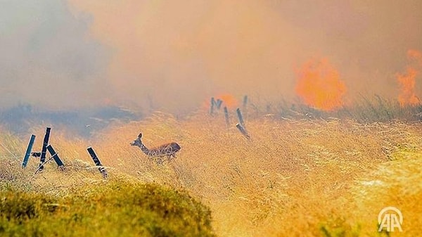 Anadolu Ajansı muhabiri Sergen Sezgin'in Çanakkale'deki yangında çektiği fotoğrafta alevlerden kaçan bir ceylanın görüntüsü yer aldı.