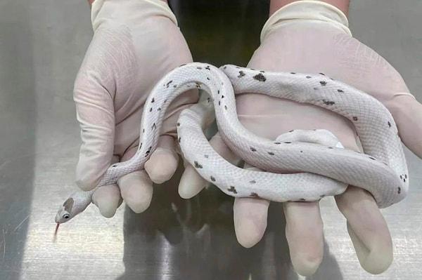 Çin'de gümrük memurlarının durdurduğu kadının sütyeninden 5 adet canlı yılan çıktı.