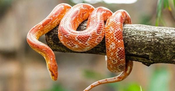 ABD'de yaşayan ve bilimsel adı pantherophis guttatus olan mısır yılanları son dönemde özellikle renkleri nedeniyle Çin'de revaçta.