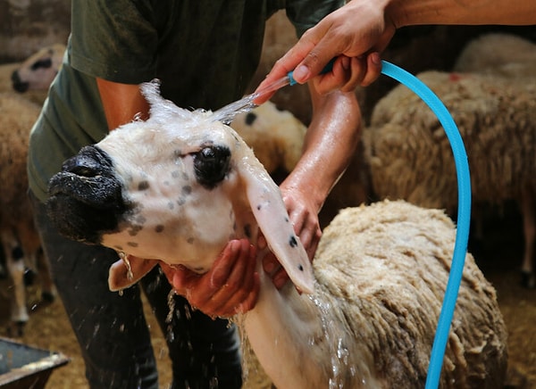 Sıcak hava dalgasından ayrıca hayvanlar da etkilendi. Adanalı besici Zafer Oğuz, sıcaktan etkilenen koyunları için çareyi buzlu suda buldu.