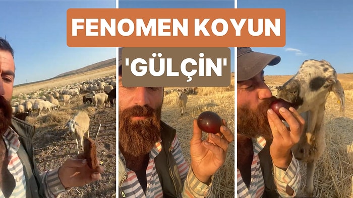 "Gülçin" İsimli Koyunuyla Videolar Çeken Çobanın Gülçin'in Kesinlikle Bir Köpek Olduğunu Düşündürecek Videosu