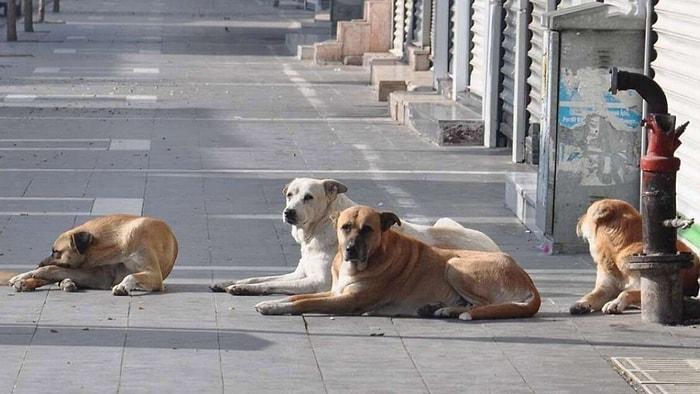 İstanbul Valiliği'nden 'Sokak Köpekleri' Talimatı!
