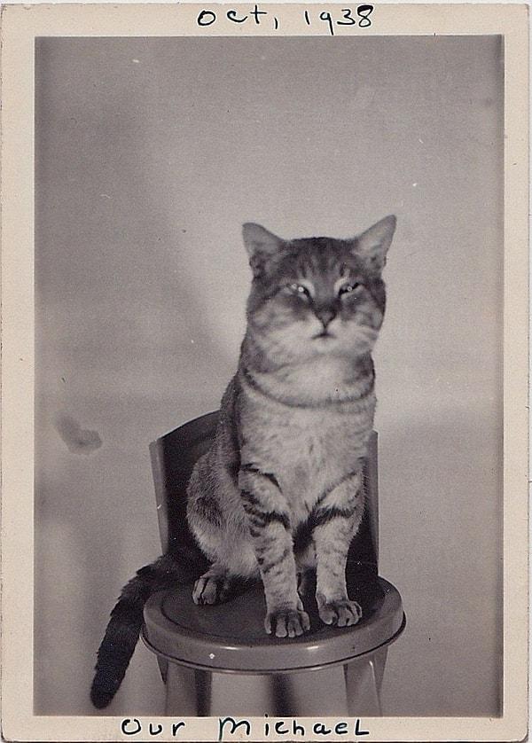 3. Michael isimli bir kedinin analog portresi. 😍 (Ekim 1938)