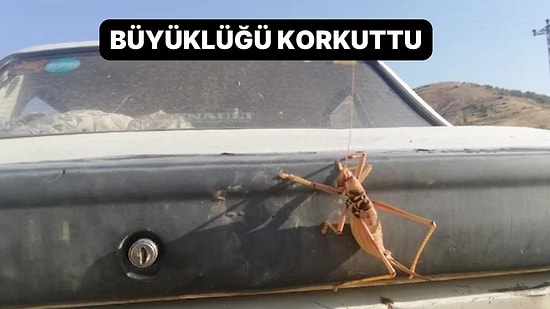 Batman’da Görüldü: 'Yerleşim Yerlerine Geliyor'