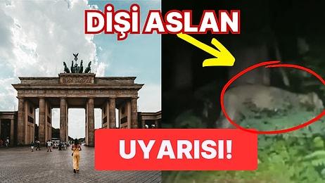 Berlin'de Kaçak Aslan Paniği! Polis "Sokağa Çıkmayın" Uyarısı Yaptı