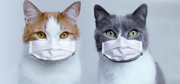 2. İddia: FIP virüsü nedeniyle Güney Kıbrıs'ta 300 bin kedi öldü.