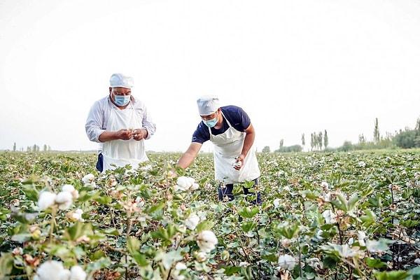 Yetkililer, dünyanın en büyük pamuk üreticileri arasında yer alan Sincan'daki çiftçilerden, mahsullerinin kavurucu güneş altında kuruyup gitmesini önlemek için sulama ve nemlendirme miktarını artırmalarını istedi.