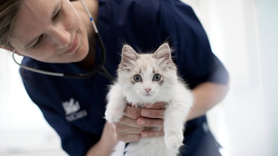 Kedilerin Sağlık ve Refahı İçin Düzenli Sağlık Kontrolünün 7 Önemi