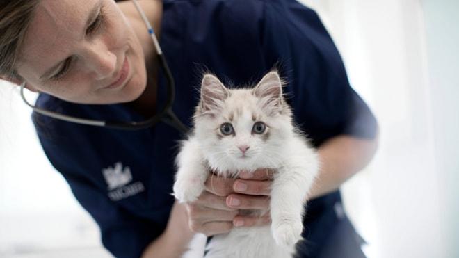 Kedilerin Sağlık ve Refahı İçin Düzenli Sağlık Kontrolünün 7 Önemi