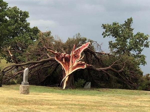 2. Kansas'ta hoyrat bir fırtınanın sedir ağacı üzerindeki etkisi: