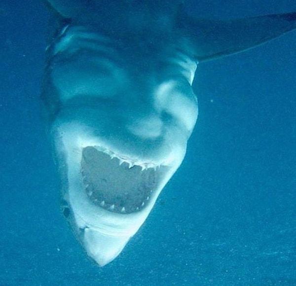 14. Gövdesi gülümsüyor gibi gözüken bir köpek balığı: