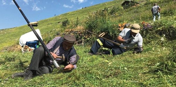 Ardahan'da Şap hastalığı nedeniyle hayvanları telef olan çiftçilerin, tırpanda yaşadıklarını Hanak-Damal isimli yerel gazete haber yaptı. Ancak haberin dili ve kullanılan görseller dikkat çekti.