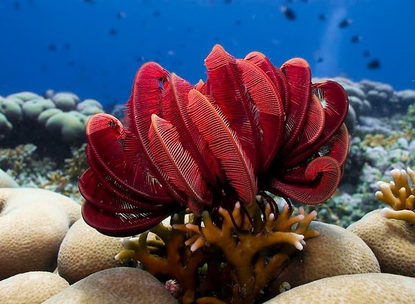 Deniz zambakları, diğer her canlı gibi ekosistemde oldukça önemli bir yere sahip.
