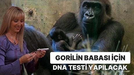 ABD'de Sıra Dışı Bir Olay: Erkek Zannedilen Goril Doğum Yaptı