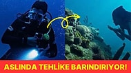 Denizin Derinliklerine Kısa Bir Yolculuk Yapan Dalgıçlar Neden Suya Ters Şekilde Dalar?