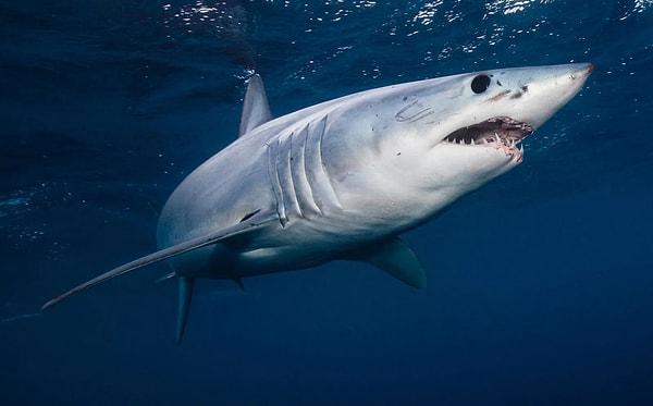 Araştırmacılar, normalde insanlardan kaçan, Çekiç Başlı Köpekbalığının, kokaini tükettikten sonra insanların üstüne doğru yüzdüğünü ve halüsinasyon gören bir kum köpekbalığının hayali bir avın etrafında daireler çizdiğini gözlemledi.