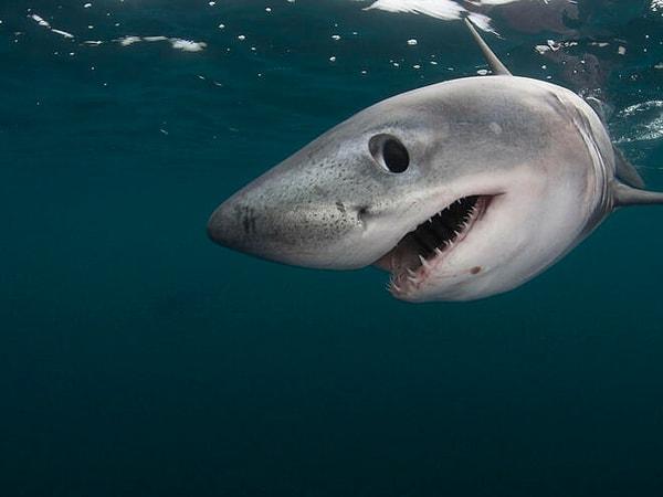 Florida'nın güney ucundaki adalar çevresindeki köpekbalıklarını 6 gün gözlemleyen araştırmacılar, balıkların olağan dışı davranışlar sergilediklerini saptadı.