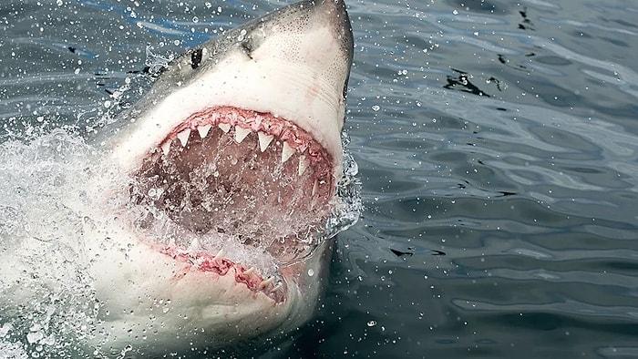 Okyanusa Atılan Kokainler Yüzünden Köpekbalıkları 'Kafası Güzel' Dolaşıyor