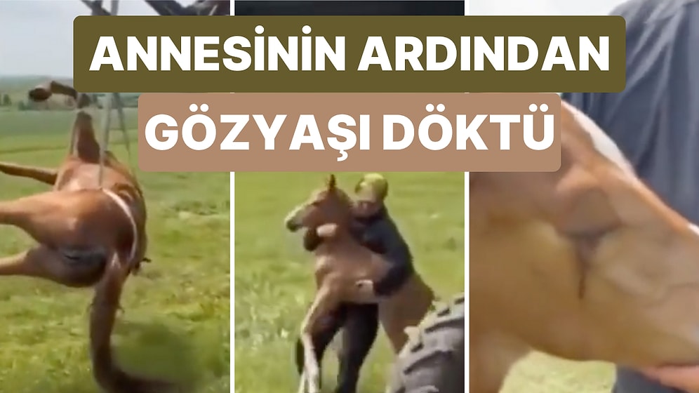 Gömülmek İçin Götürülen Annesinin Peşinden Koşan Tayın Gözyaşları İçinizi Acıtacak!