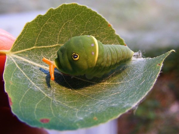 9. Zeytin tırtılı: