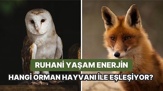 Ruhani Yaşam Enerjin Hangi Orman Hayvanı ile Eşleşiyor?