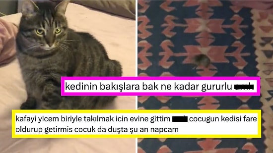 Evine Gittiği Adamın Kedisiyle Tuhaf Bir Olay Yaşayan Kişinin Paylaşımı Size Kahkaha Attıracak